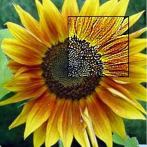 A sunflower photograph with a square inset showing the magnified pixel detail of its center — illustrating image / pattern recognition